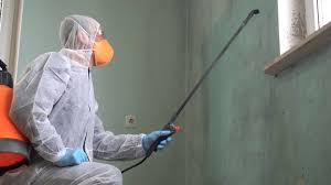 Why You Should Choose Our Mold Remediation Services in New Smyrna Beach, FL